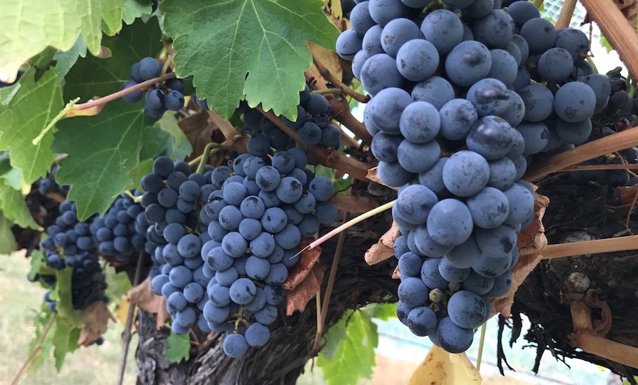 In the Vineyard – Harvest